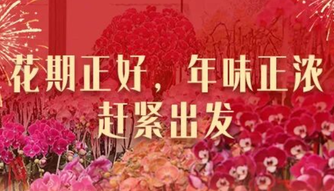 夏溪花木市场，闯入一片人潮花海！春节氛围已拉满！