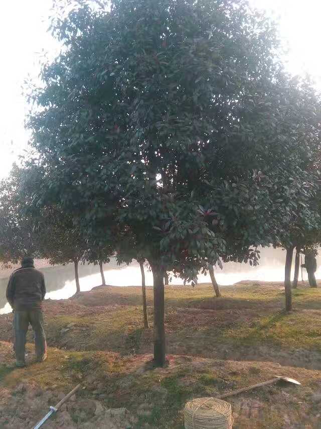 红叶石楠图片