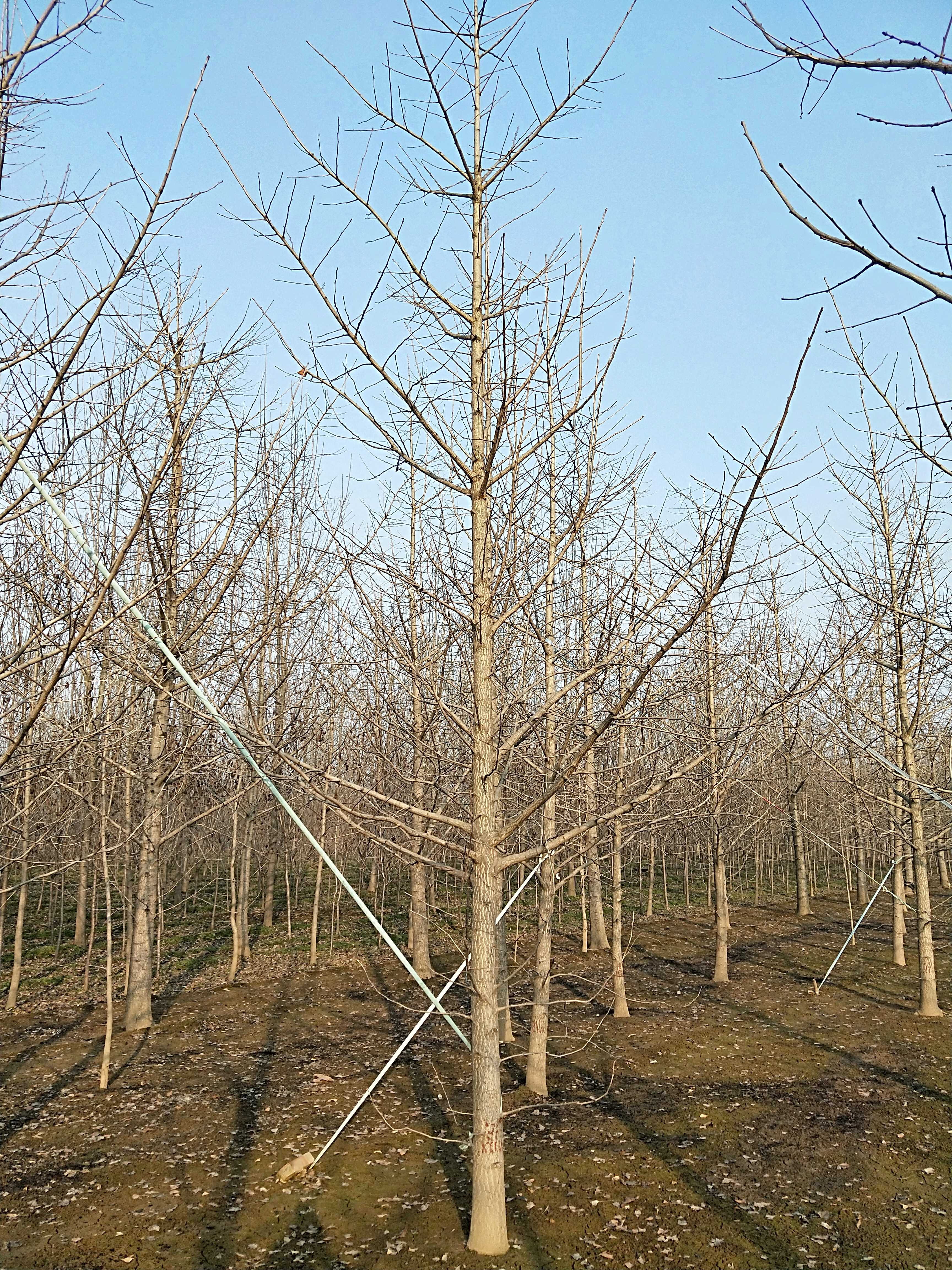 银杏图片