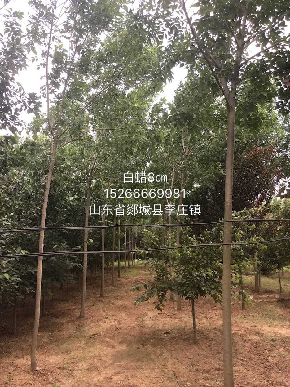 白蜡图片