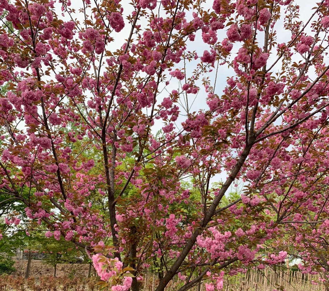 樱花图片