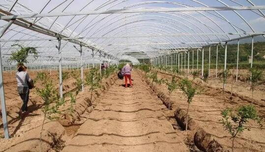 秋季栽植要适当深栽，但不能超过8公分！