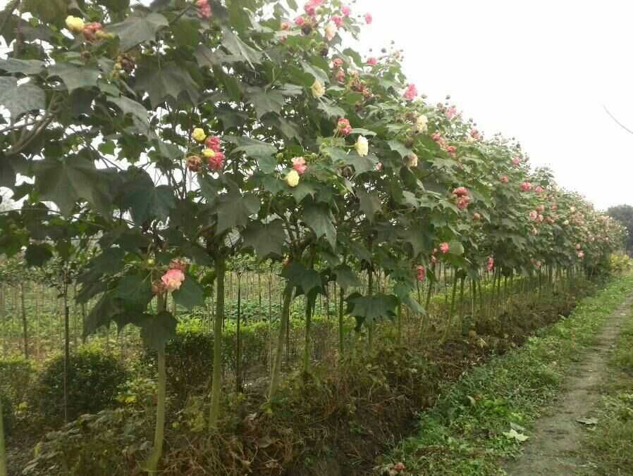 木芙蓉图片