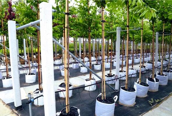 如何建立标准化的容器苗圃，容器苗与地栽苗相比更易起苗和处理，运输费用相对低