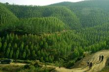 新修订的国家标准《造林技术规程》实施 受到学界认可