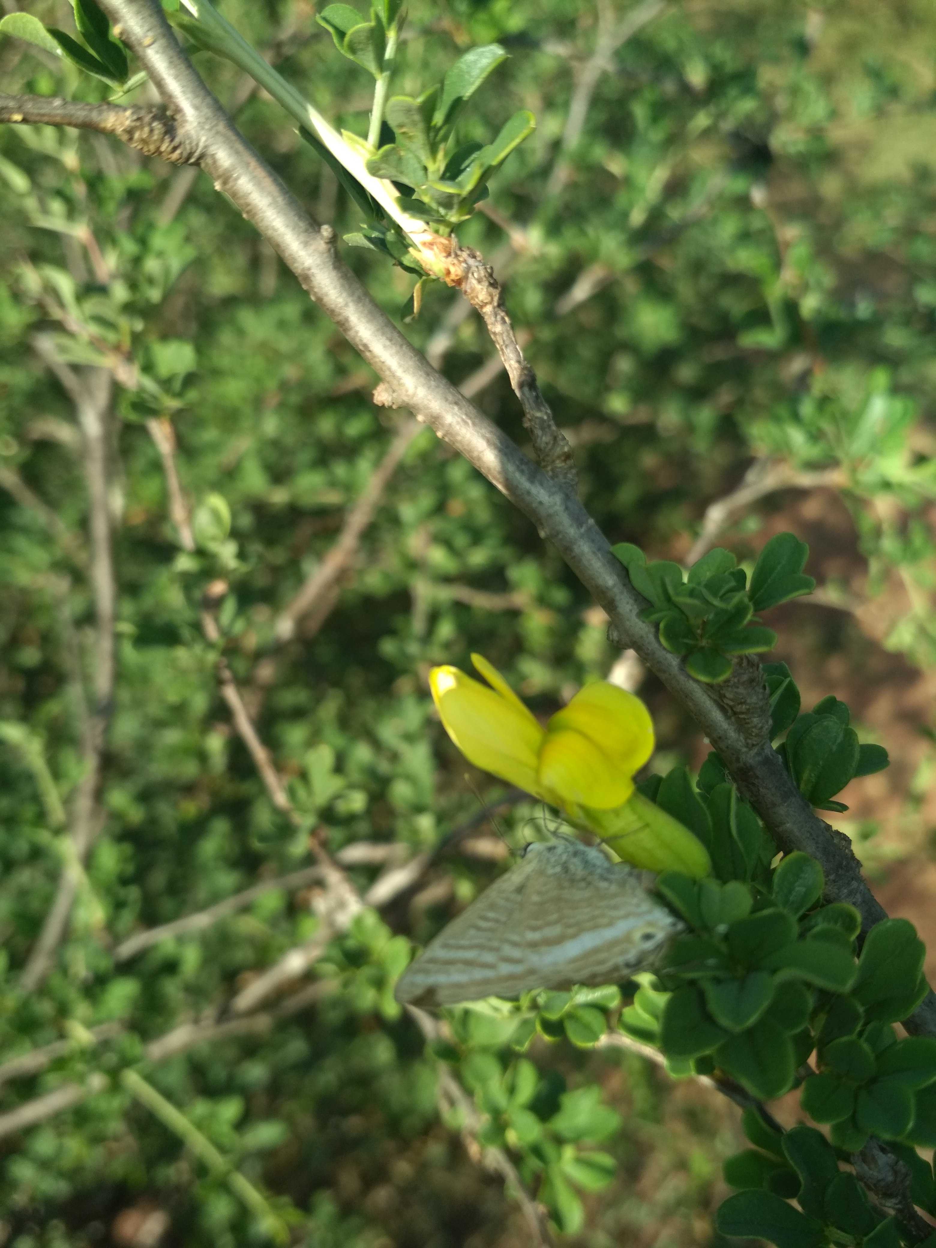 金雀花苗图片