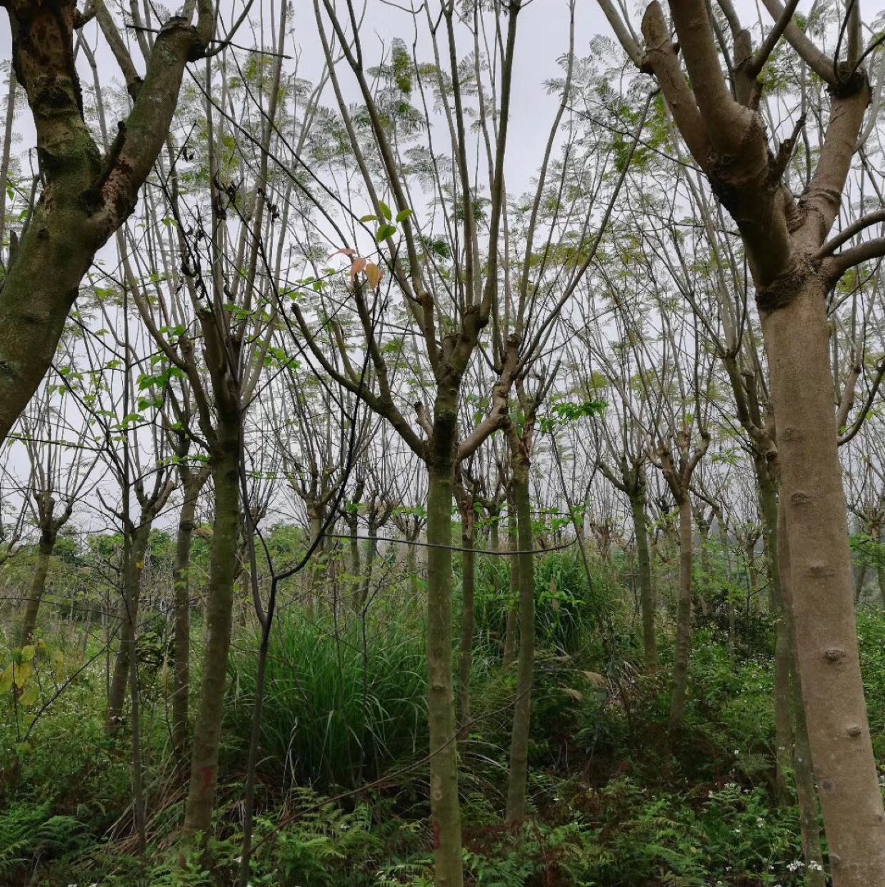 蓝花楹图片
