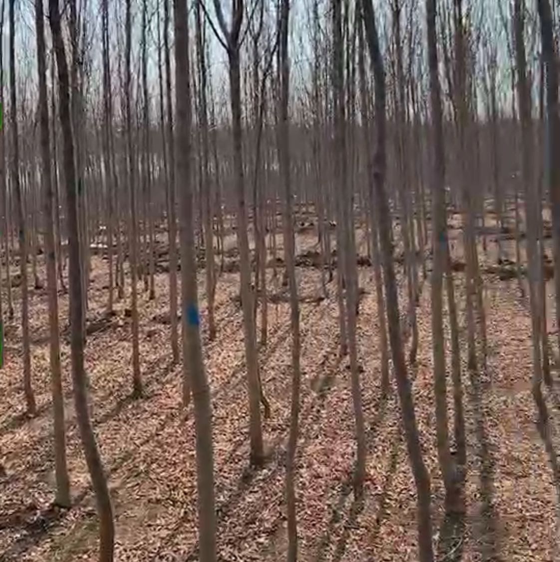 白蜡图片