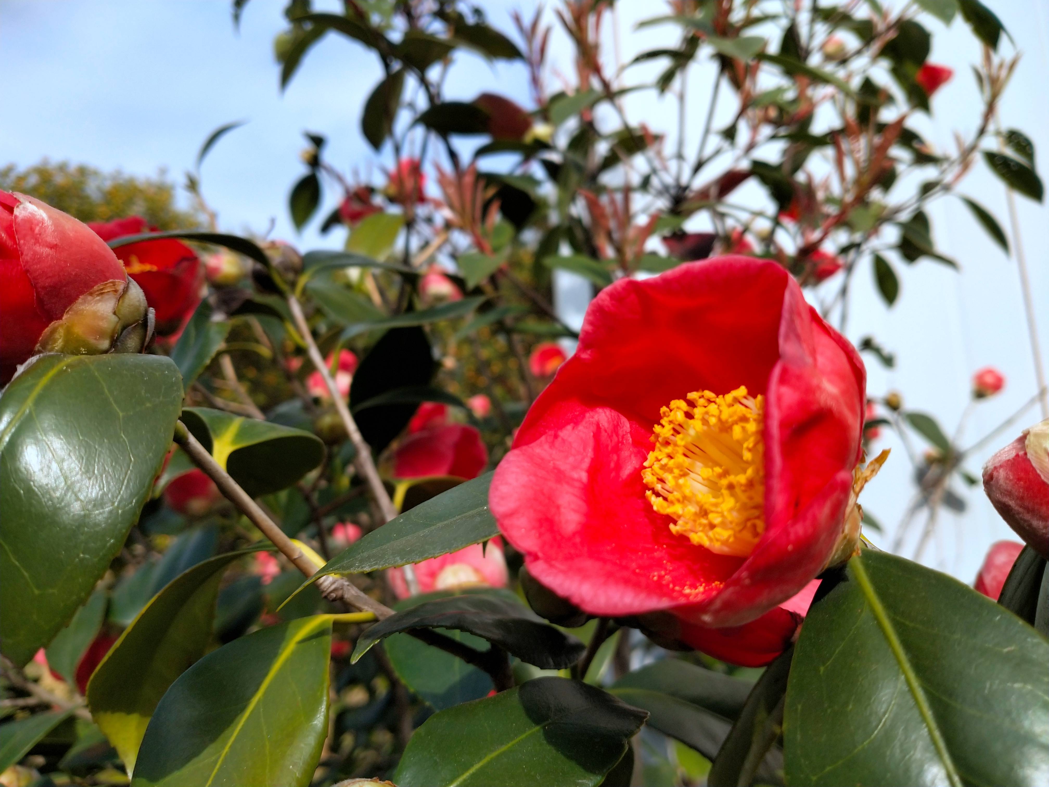 茶花图片