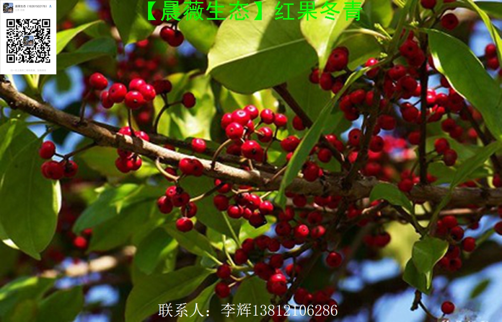 红果冬青图片