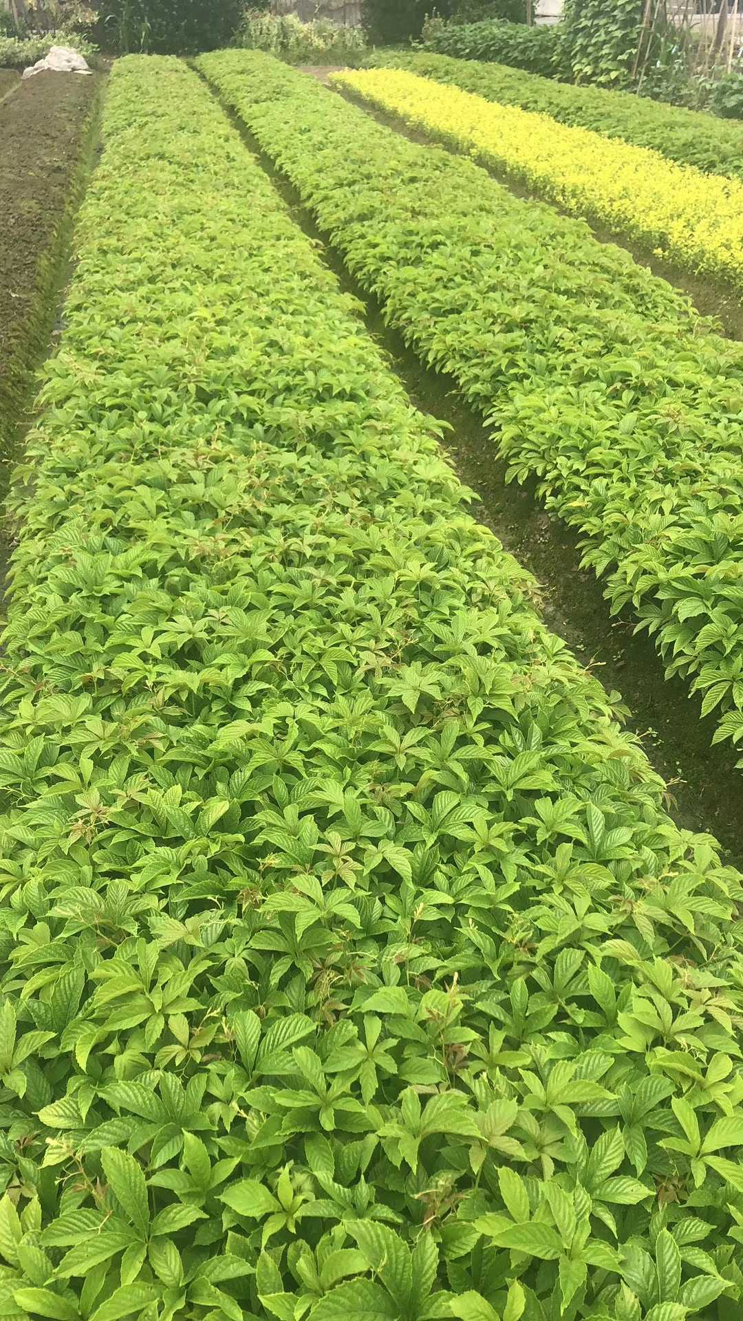 爬山虎图片