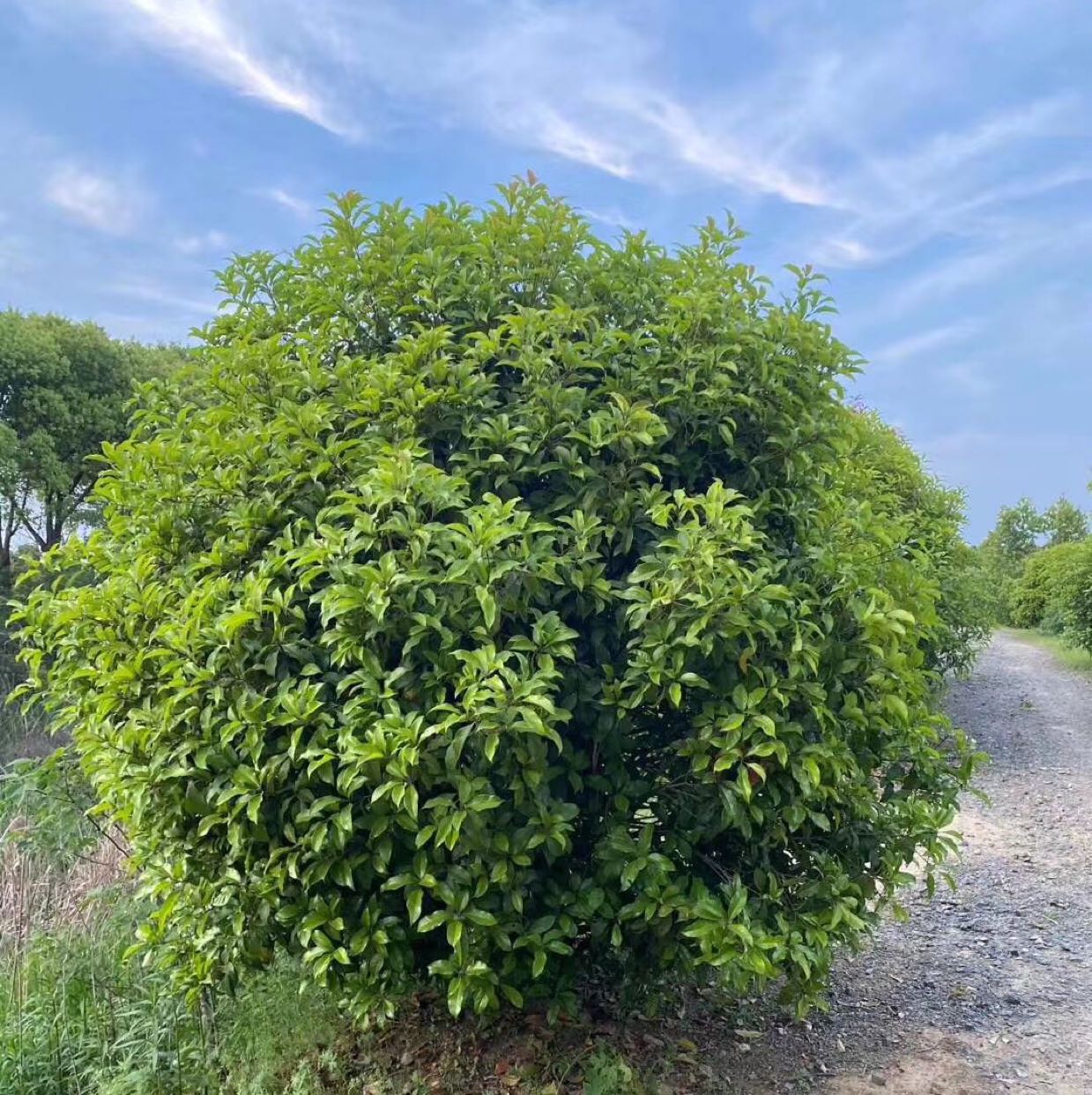 桂花图片