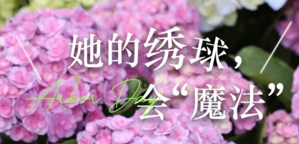 一杯奶茶钱就能抱走！夏溪这位“绣球魔法师”，让你从春天美到八月