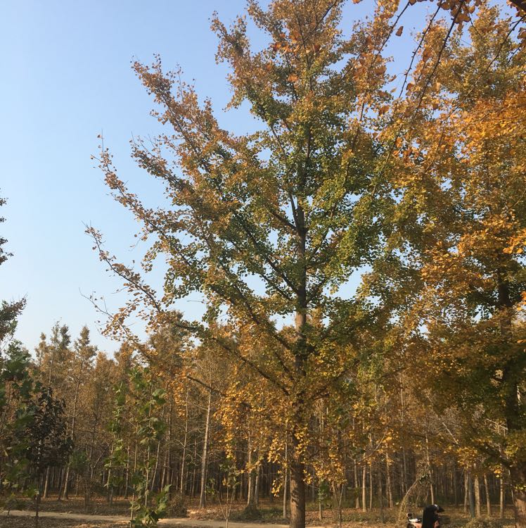 银杏图片