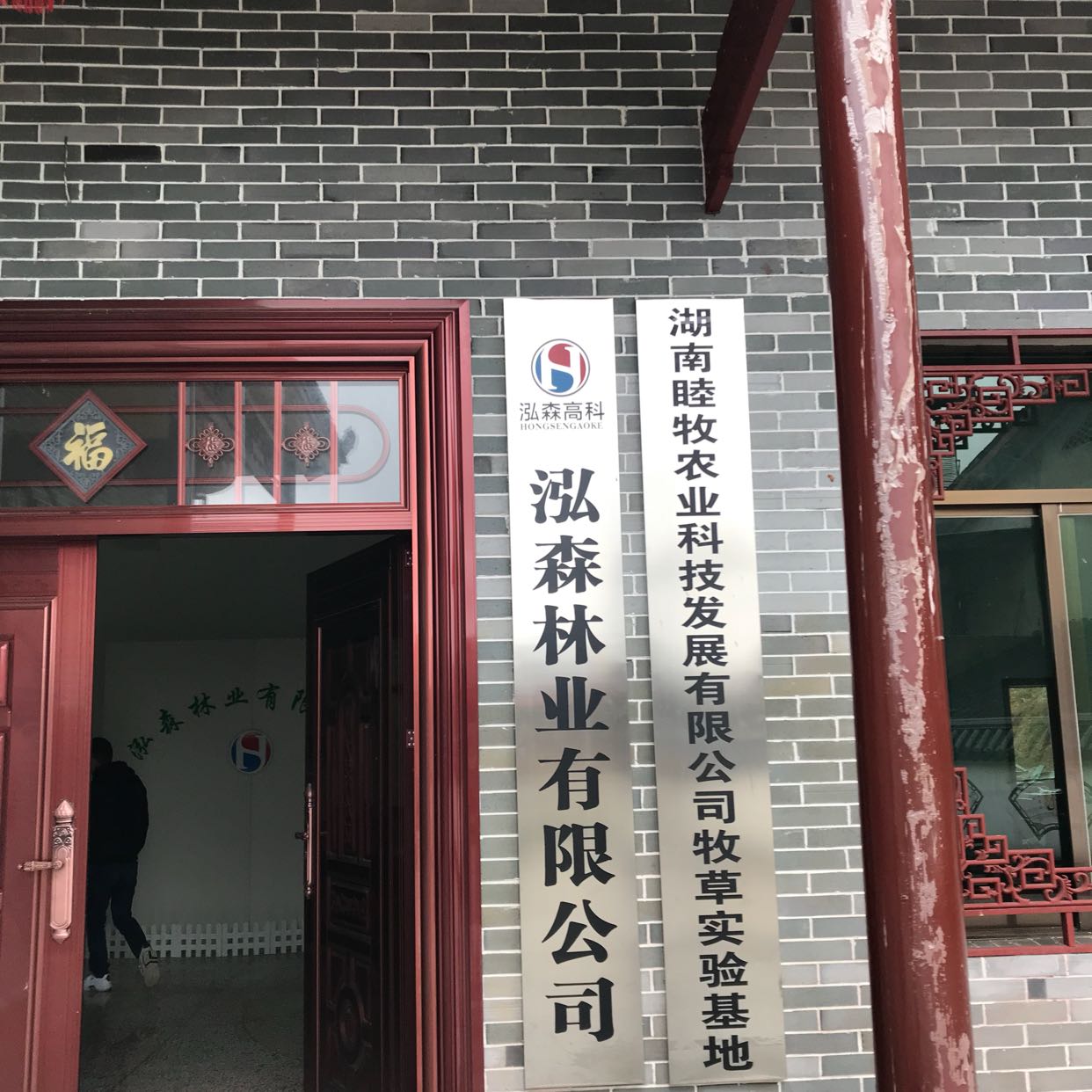 泓森槐图片