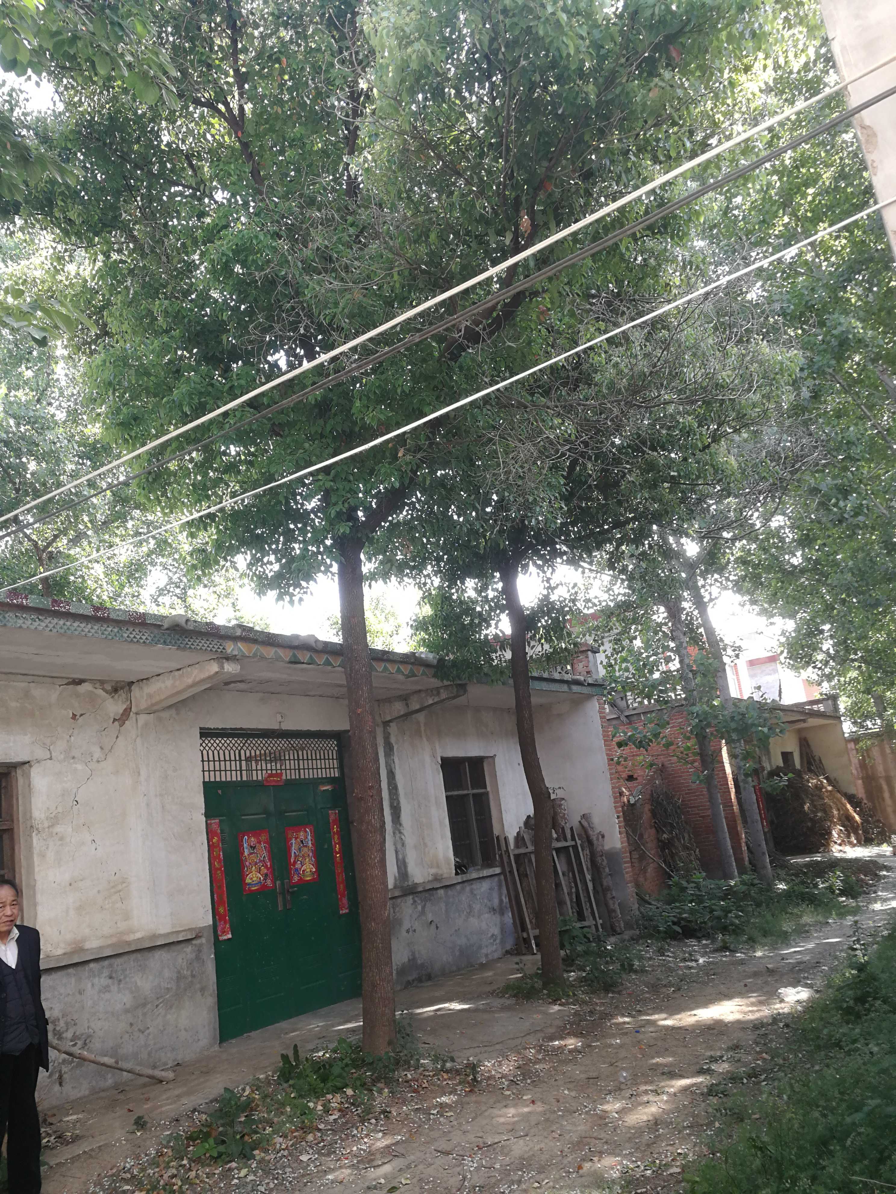 南阳老曹苗圃