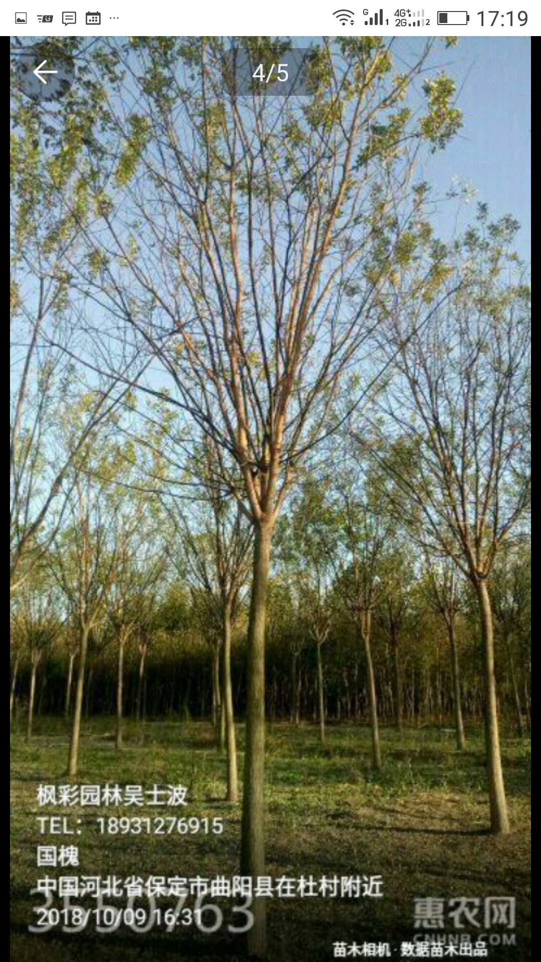 曲阳汉林苗圃场图片