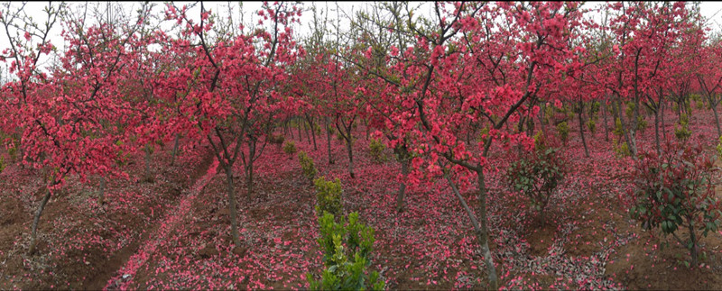 句容市远邦苗圃图片