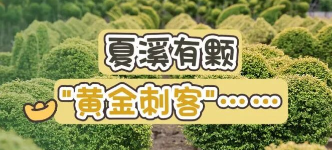 方向盘换金剪刀！夏溪有颗“黄金刺客”……