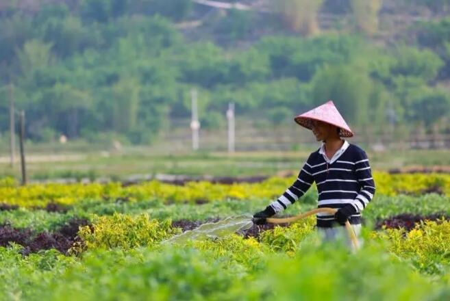揭短板，促发展 ，疫情时期谈苗木——如何渡过低迷期，进行转型或升级