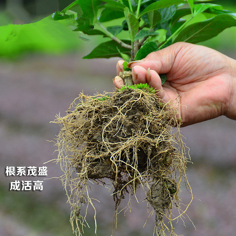 小叶栀子花图片