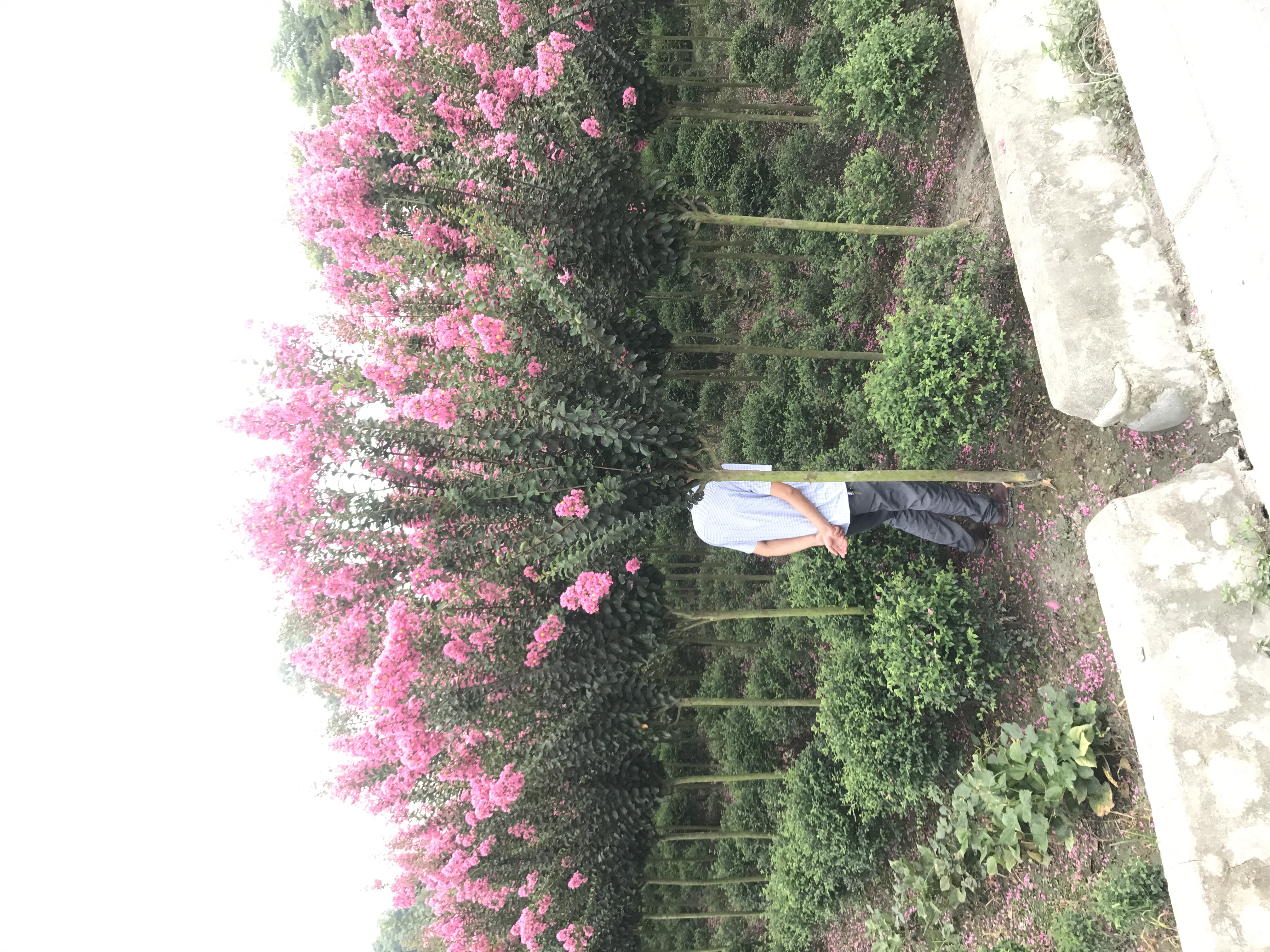 四川红花紫薇图片