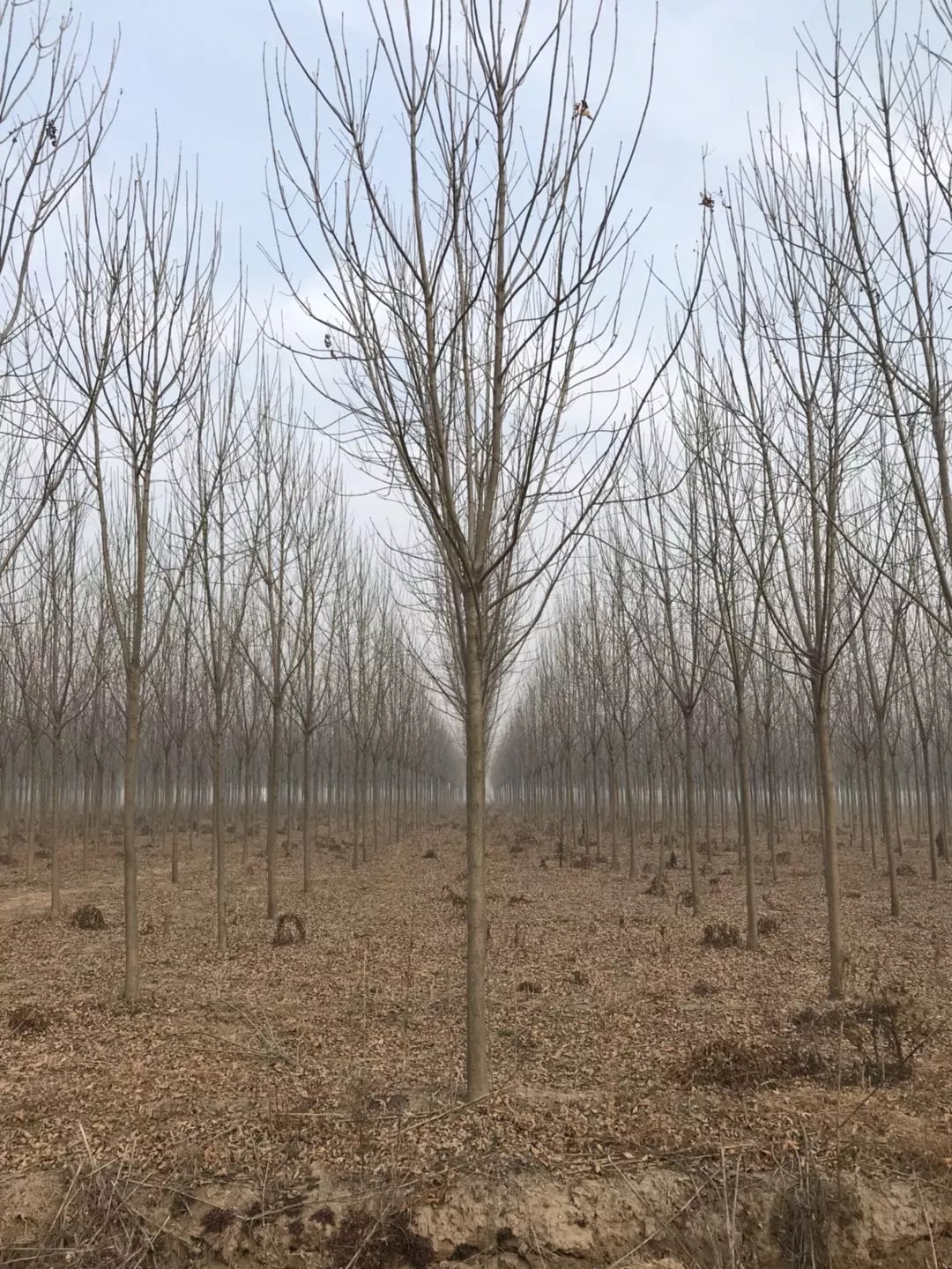 白蜡图片