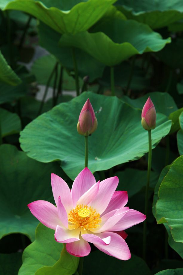 洪泽湖湿地景区水生植物园图片