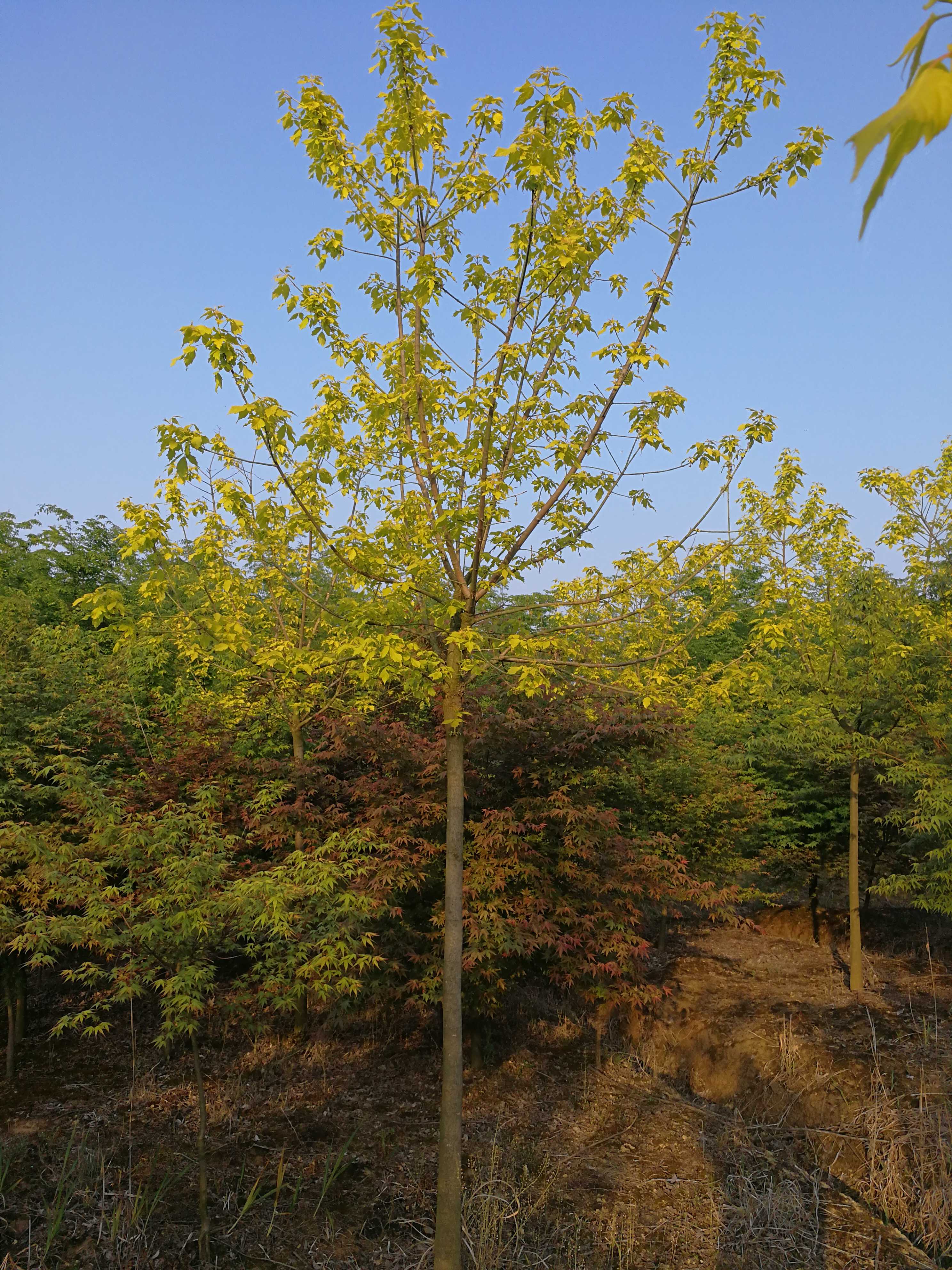 金叶复叶槭图片