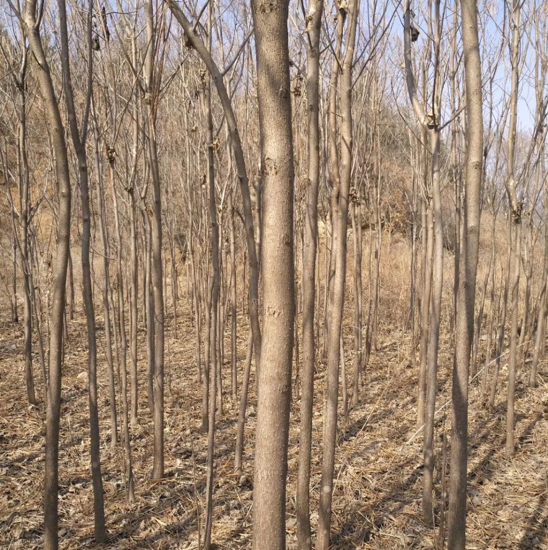 刘哥苗木基地图片