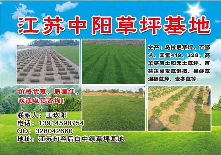 江苏中阳草坪基地