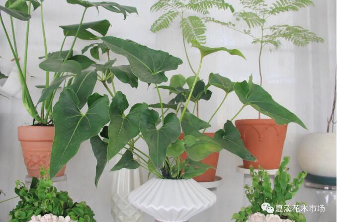 高价热带植物：是“炒”得热，还是真的值？