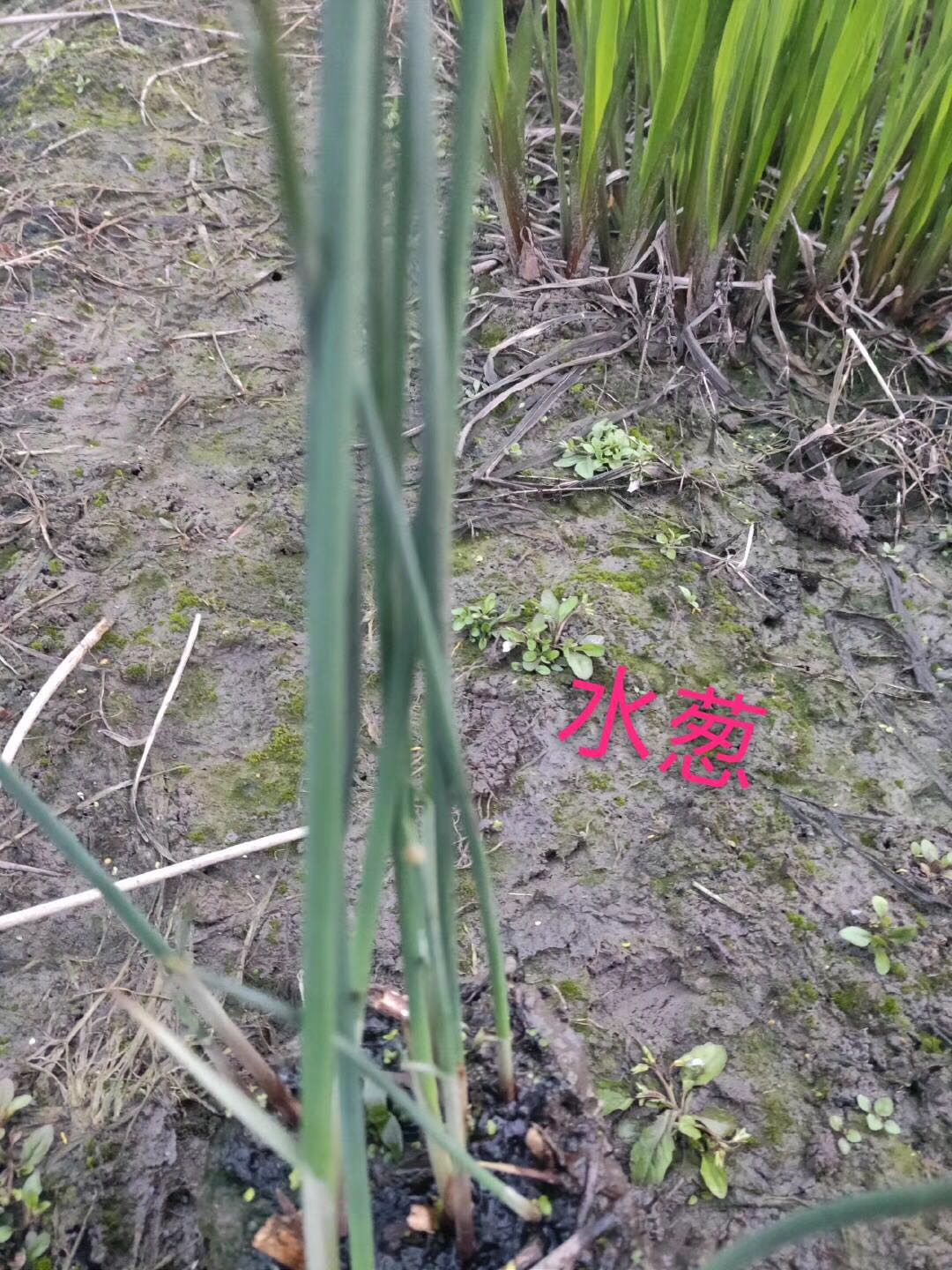 水葱图片