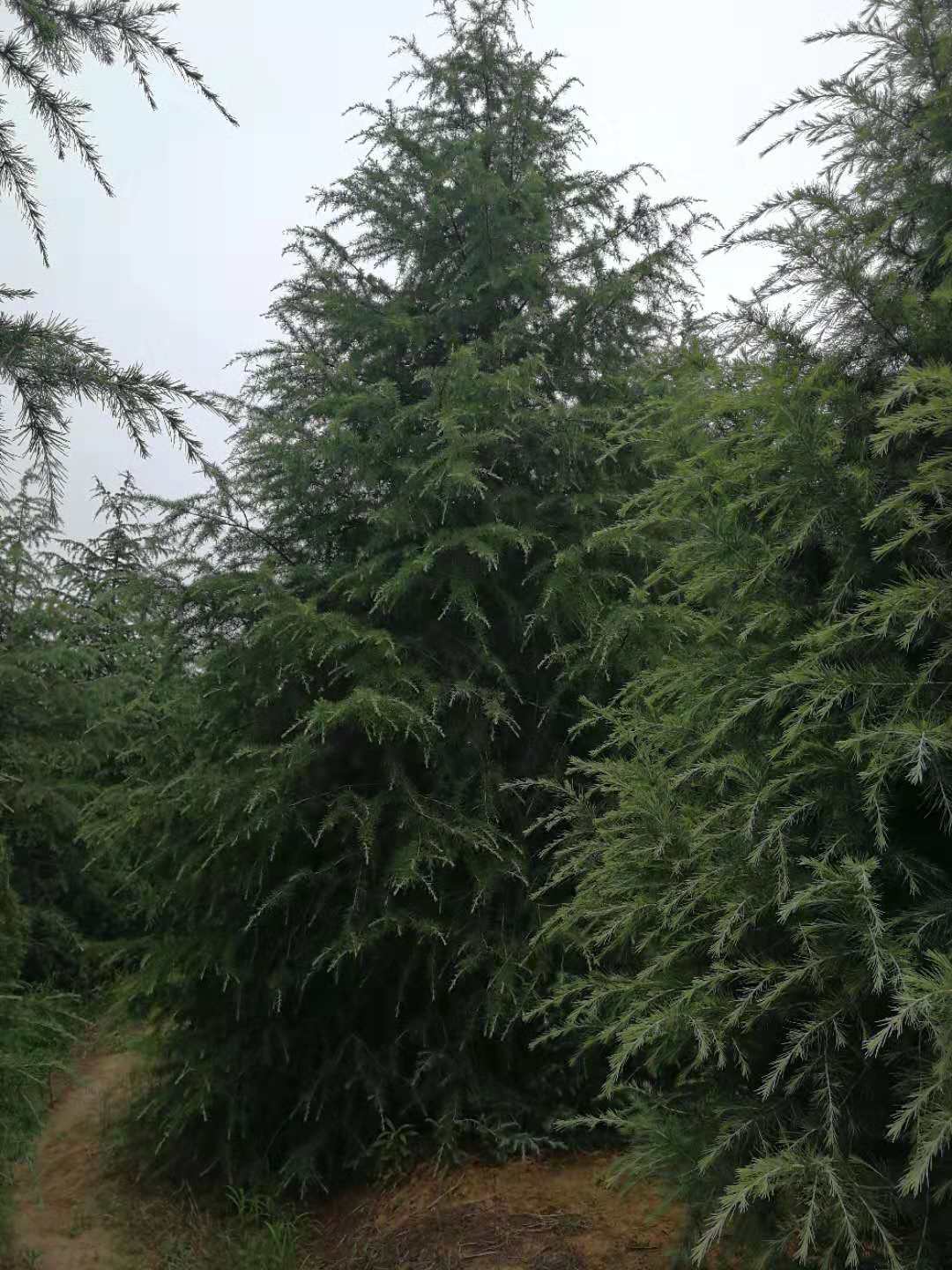 雪松图片