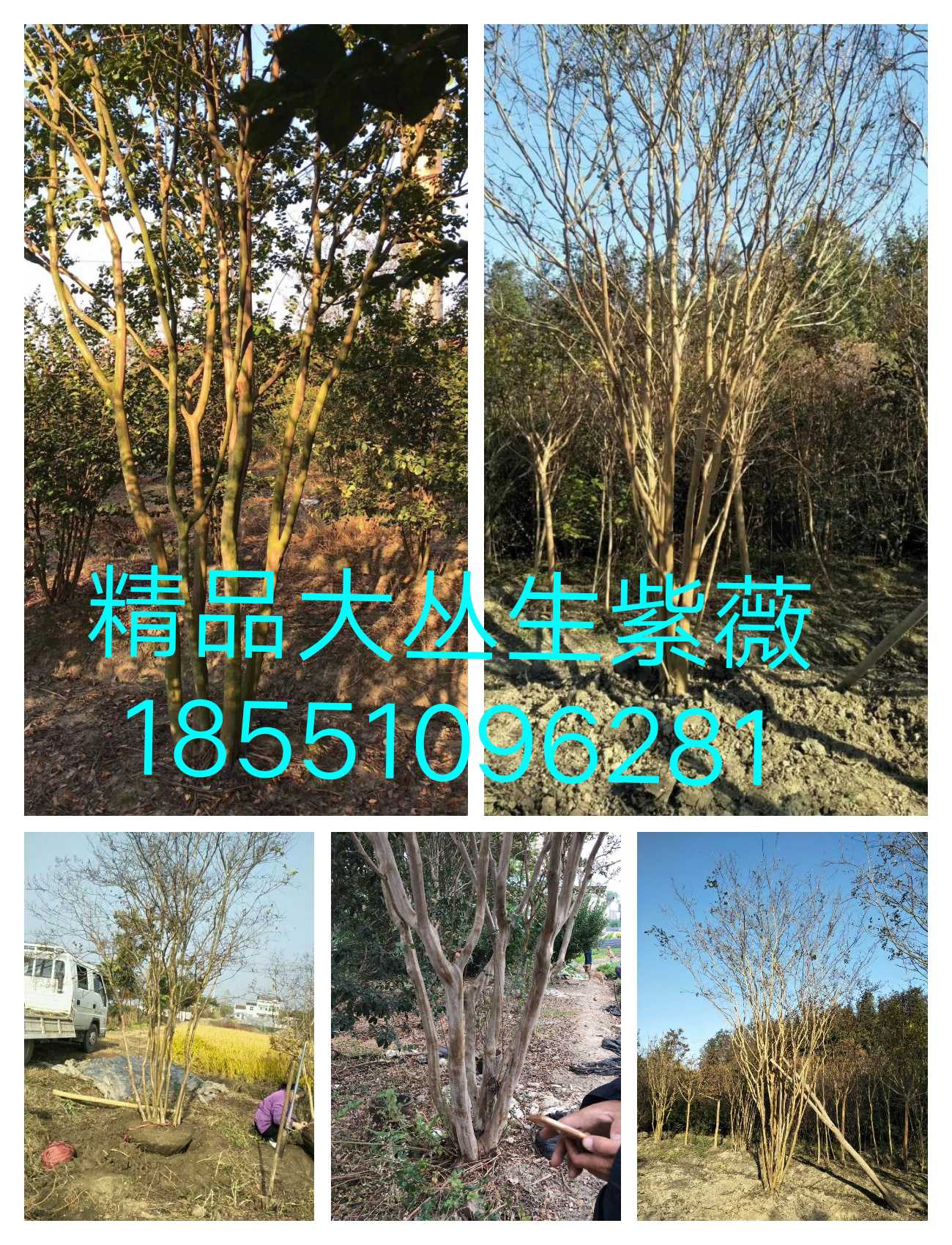紫薇图片