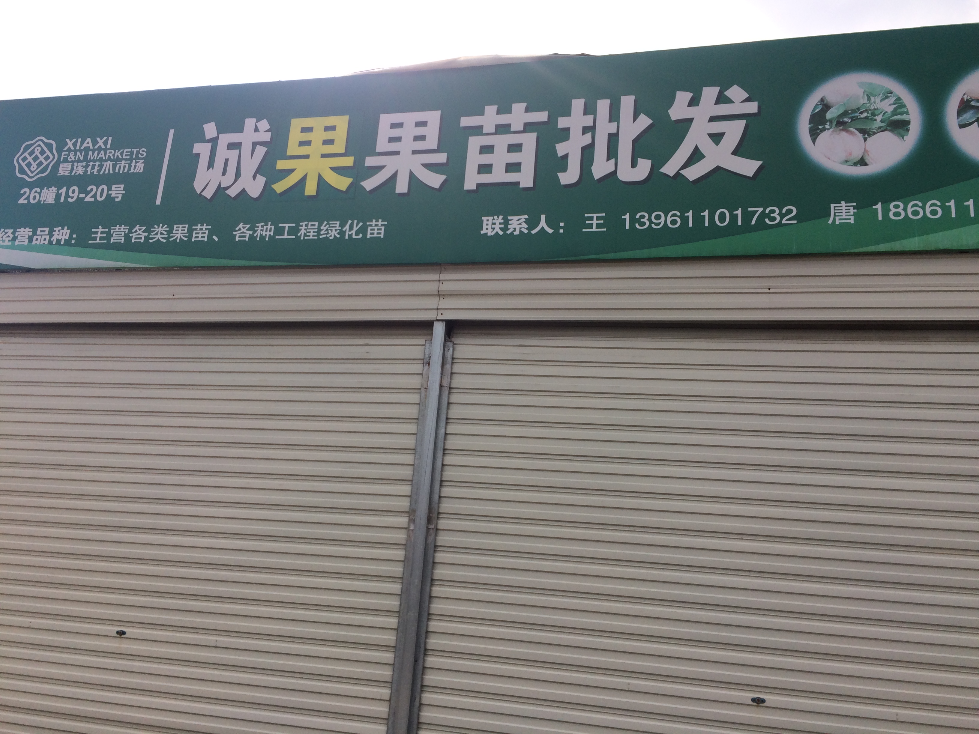 诚果果苗批发图片