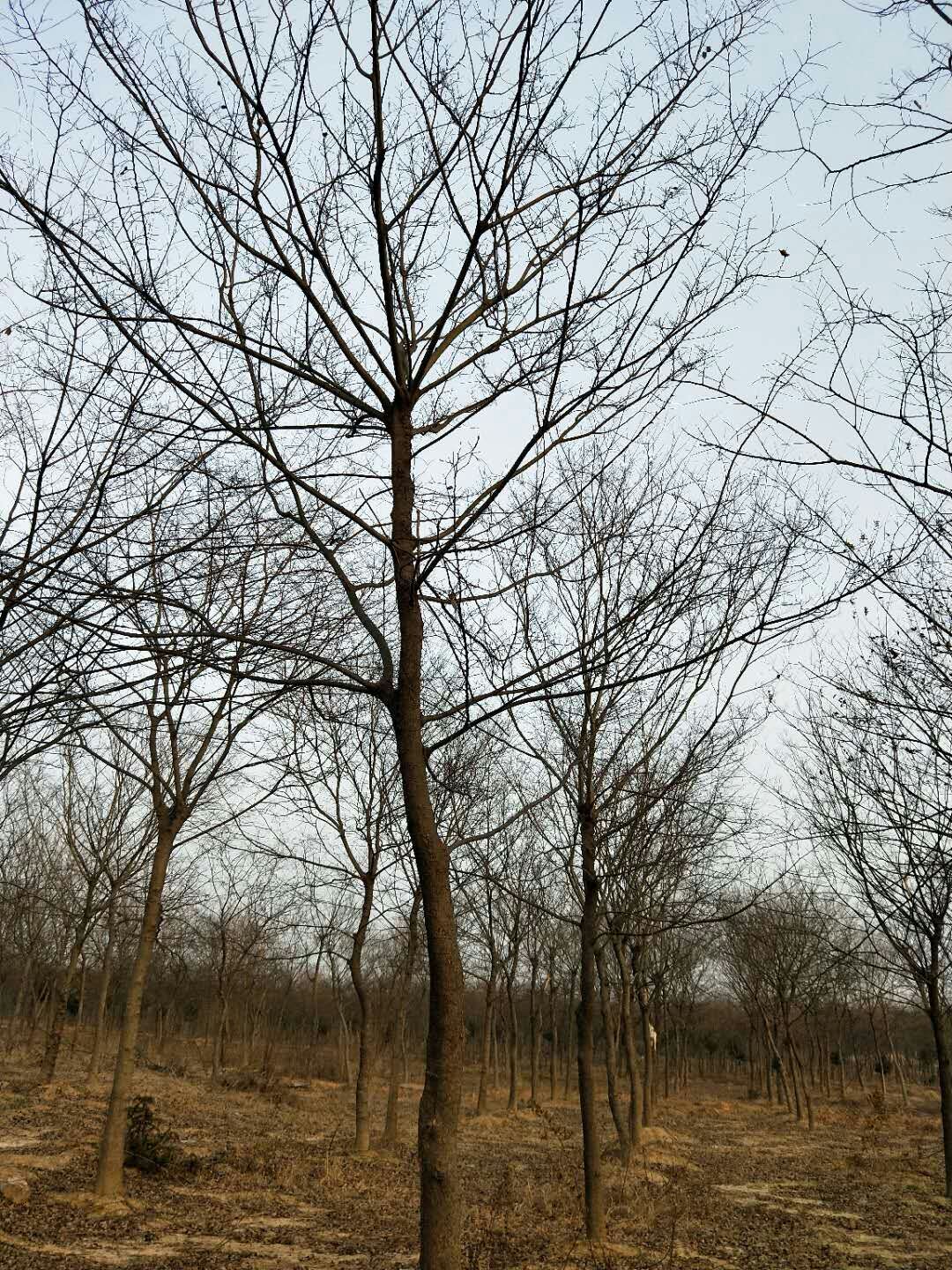 朴树图片