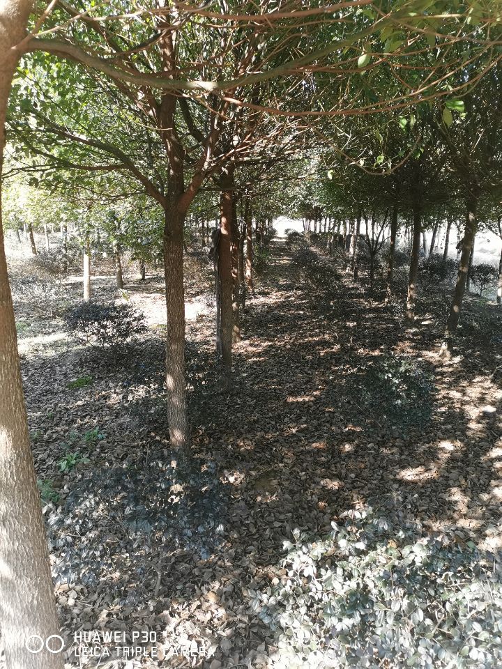 香樟图片