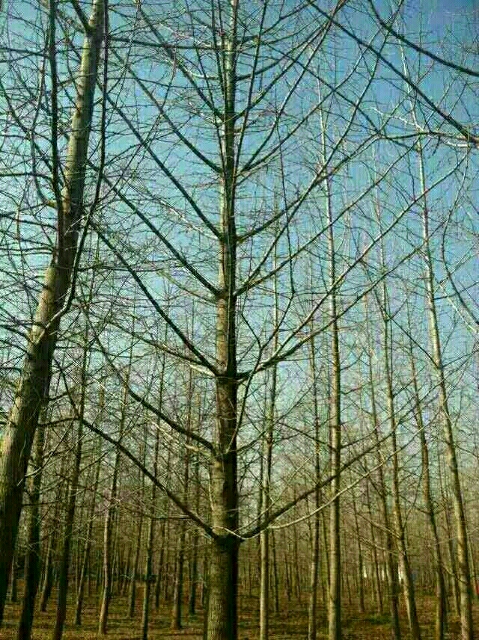 银杏图片