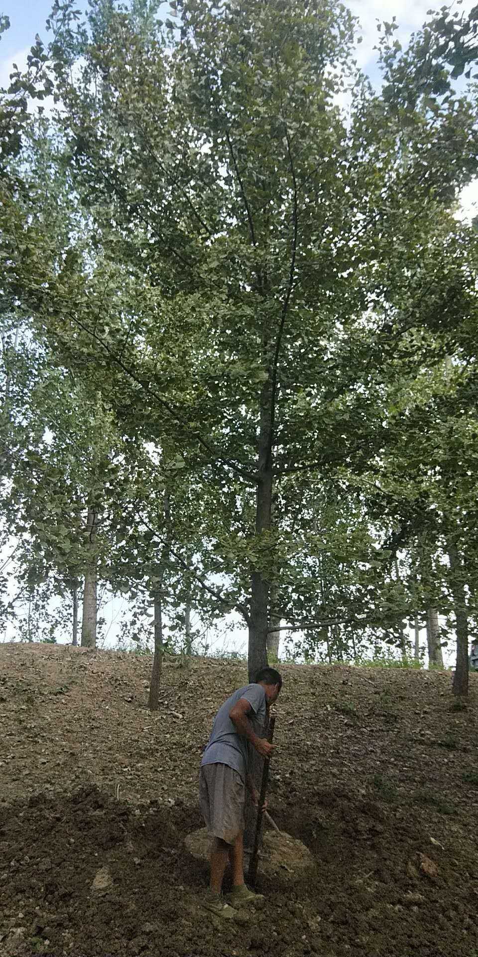 银杏图片