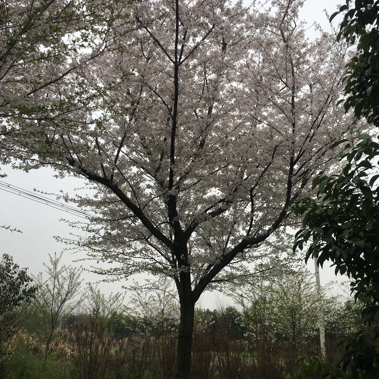 日本樱花（染井吉野樱）图片