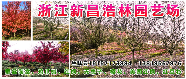 苗圃直销红枫，鸡爪槭，桂花15157173884图片