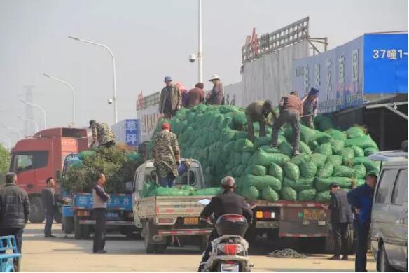 行业竞争与市场管理下，今年春天苗木行情真的是不一般的一般般