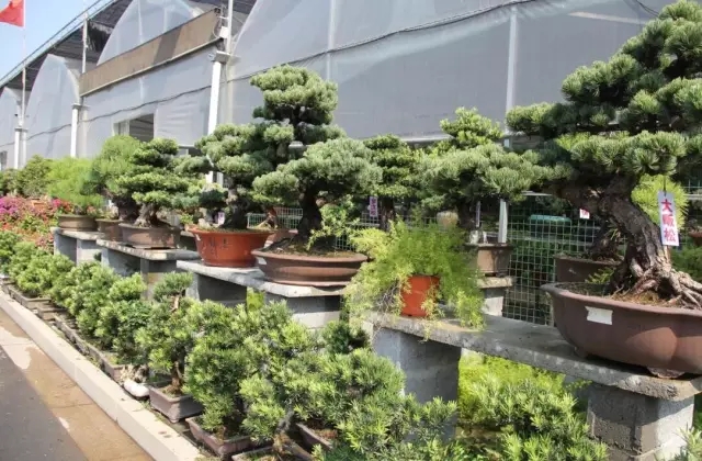 夏溪盆景村将试营业