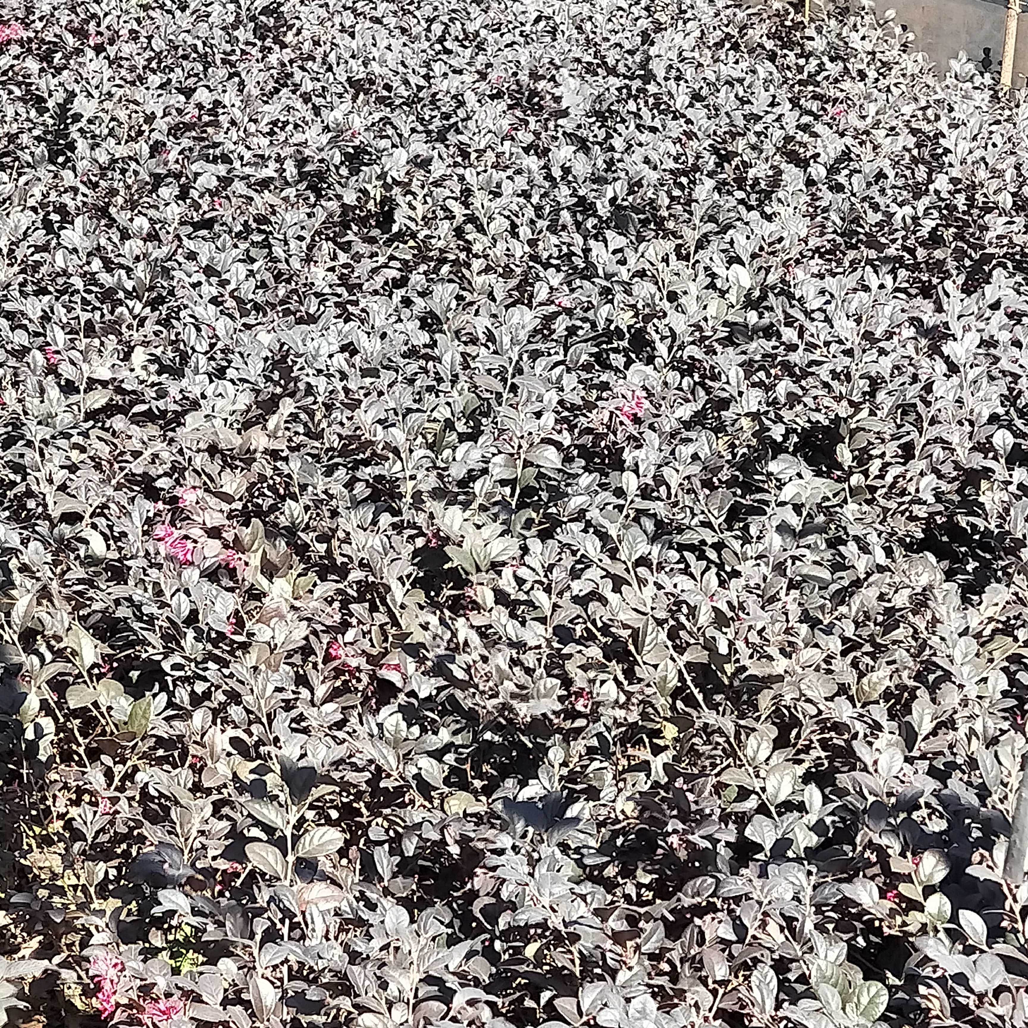 红花檵木图片