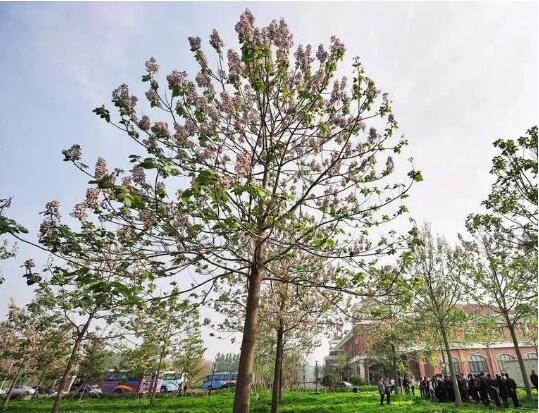 打造节水园林，提高水资源利用率，这些耐旱树种你都知道吗？