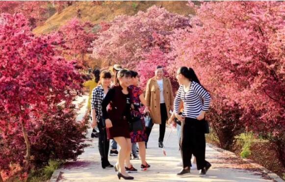 龚建平推出彩色乔木红花檵木经典之作，红林花海项目，游客络绎不绝