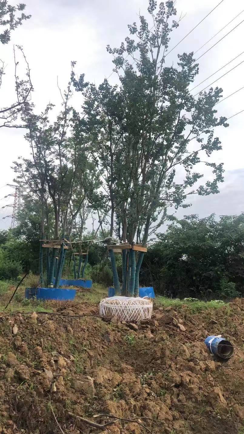 丛生朴树图片