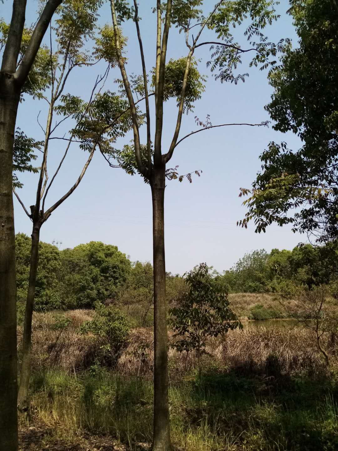 黄山栾树图片