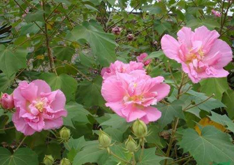 木芙蓉图片